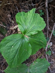 Trillium ovatum