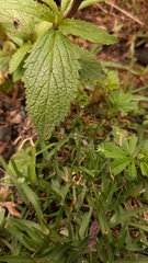Verbena recta