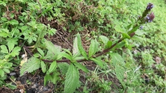 Verbena recta