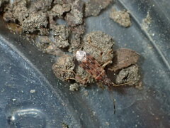 Ozophora occidentalis