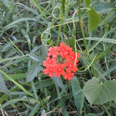 Glandularia peruviana