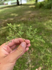 Paronychia fastigiata