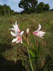 Hippeastrum breviflorum