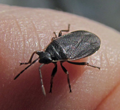 Pyrrhocoris marginatus
