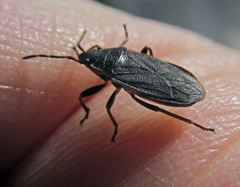 Pyrrhocoris marginatus