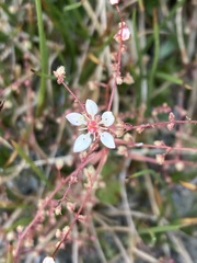 Micranthes bryophora