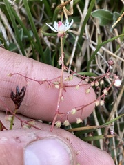 Micranthes bryophora