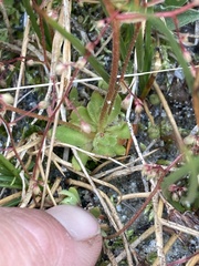 Micranthes bryophora