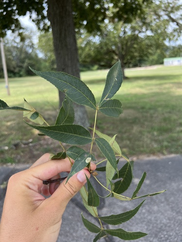 Sand hickory (Carya pallida)