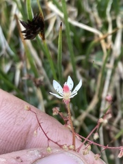 Micranthes bryophora
