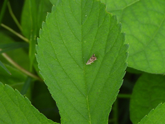 Grapholita delineana