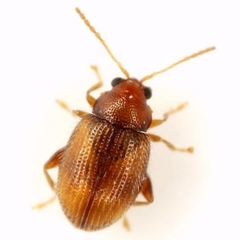 Epitrix fasciata