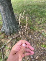 Festuca octoflora octoflora