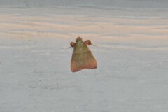 Basacallis tarachodes