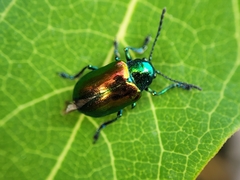 Chrysochus auratus