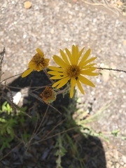 Heterotheca inuloides