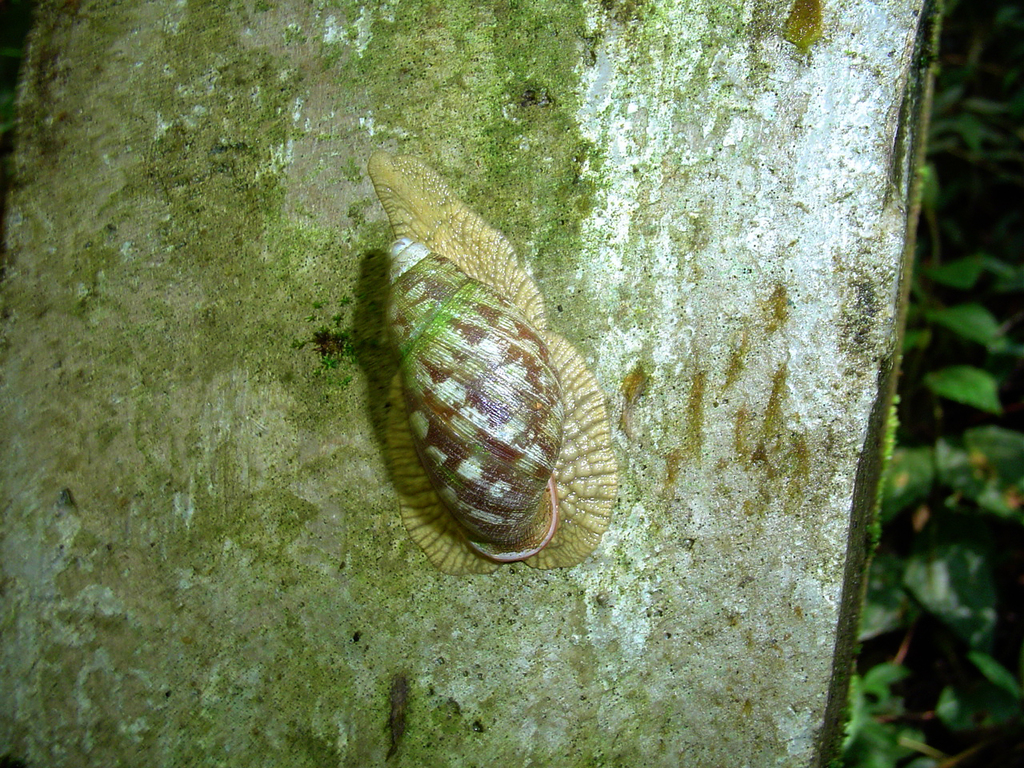 Anthinus turnix