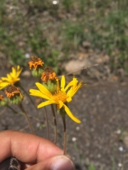 Heterotheca inuloides