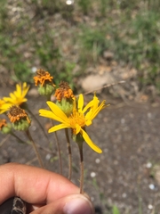 Heterotheca inuloides