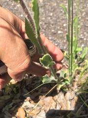 Heterotheca inuloides