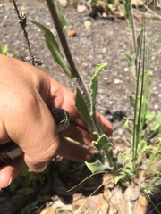 Heterotheca inuloides