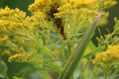 Rhagonycha fulva
