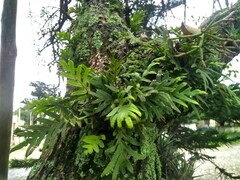 Pleopeltis pleopeltifolia