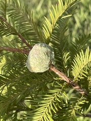 Taxodiomyia cupressiananassa