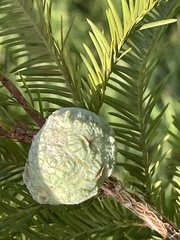 Taxodiomyia cupressiananassa