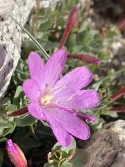 Epilobium obcordatum