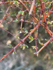 Coprosma rigida