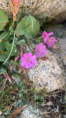 Epilobium obcordatum