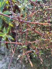 Coprosma rigida