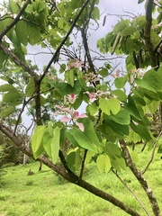 Bauhinia monandra