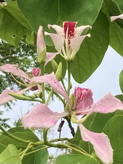 Bauhinia monandra