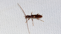 Heterachthes quadrimaculatus