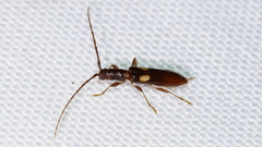 Heterachthes quadrimaculatus