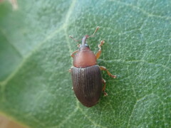 Eudelodes bicolor
