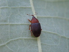 Eudelodes bicolor