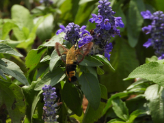 Hemaris affinis