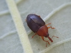 Eudelodes bicolor