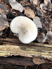 Tricholoma smithii
