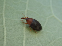 Eudelodes bicolor