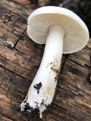 Tricholoma smithii