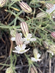 Silene sargentii