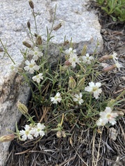 Silene sargentii