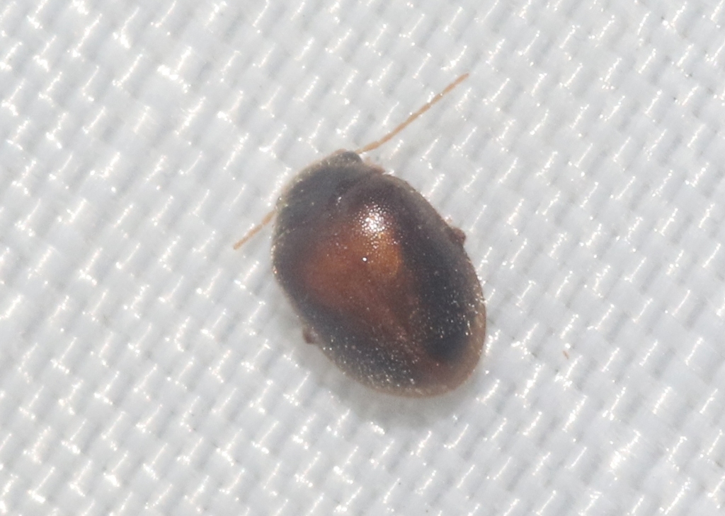 Scirtes plagiatus