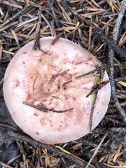 Hygrophorus neoerubescens