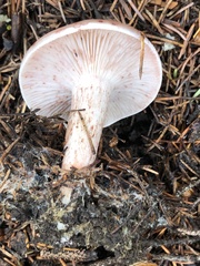 Hygrophorus neoerubescens