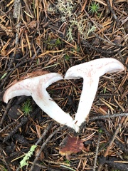 Hygrophorus neoerubescens